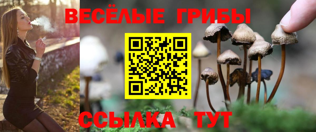Псилоцибиновые грибы мицелий Минусинск